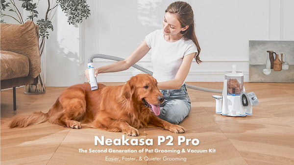 How to Groom a Golden Retriever at Home — Complete Indian Guide